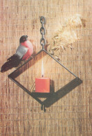 VOGEL Tier Vintage Ansichtskarte Postkarte CPSM #PAN055.DE - Birds