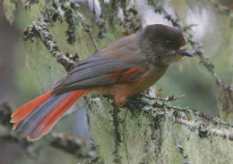 VOGEL Tier Vintage Ansichtskarte Postkarte CPSM #PAM745.DE - Birds