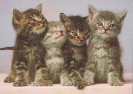KATZE MIEZEKATZE Tier Vintage Ansichtskarte Postkarte CPSM #PAM428.DE - Cats