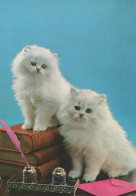 KATZE MIEZEKATZE Tier Vintage Ansichtskarte Postkarte CPSM #PAM299.DE - Cats