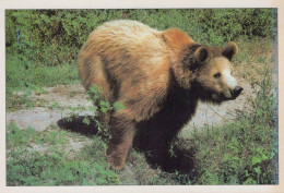 OSO Animales Vintage Tarjeta Postal CPSM #PBS343.ES - Bears