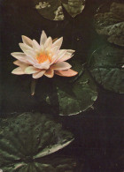 FIORI Vintage Cartolina CPSM #PAR256.IT - Fleurs