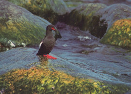 UCCELLO Animale Vintage Cartolina CPSM #PAN116.IT - Oiseaux