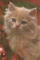 GATTO KITTY Animale Vintage Cartolina CPSM #PAM178.IT - Cats