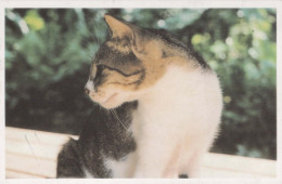 KATZE Vintage Ansichtskarte Postkarte CPSMPF #PKG910.DE - Cats