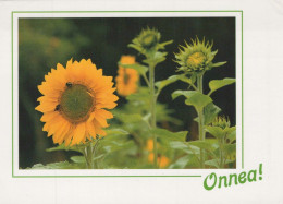 FLOWERS Vintage Ansichtskarte Postkarte CPSM #PBZ384.DE - Fleurs