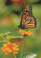 SCHMETTERLINGE Tier Vintage Ansichtskarte Postkarte CPSM #PBS472.DE - Butterflies