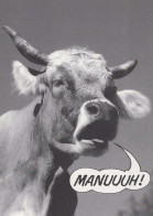 KUH Tier Vintage Ansichtskarte Postkarte CPSM #PBR809.DE - Koeien