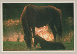 PFERD Tier Vintage Ansichtskarte Postkarte CPSM #PBR878.DE - Paarden