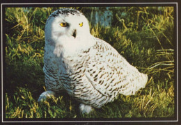VOGEL Tier Vintage Ansichtskarte Postkarte CPSM #PBR619.DE - Vögel