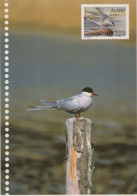 VOGEL Tier Vintage Ansichtskarte Postkarte CPSM #PBR432.DE - Vögel