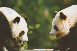 PANDAS GEBÄREN Tier Vintage Ansichtskarte Postkarte CPSM #PBS098.DE - Ours