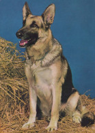 HUND Tier Vintage Ansichtskarte Postkarte CPSM #PBQ581.DE - Dogs