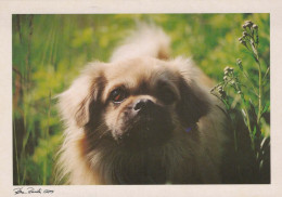 CANE Animale Vintage Cartolina CPSM #PBQ448.IT - Cani