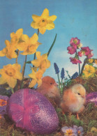 PASQUA POLLO UOVO Vintage Cartolina CPSM #PBP234.IT - Easter