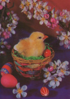PASQUA POLLO UOVO Vintage Cartolina CPSM #PBP112.IT - Easter