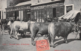 Boeufs Gras D'AUBRAC (Aveyron) Devant Café De L'Agriculture & Greneterie Pouget - Carrère Rodez - Voyagé 190? (2 Scans) - Altri & Non Classificati