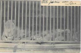 CPA Paris Jardin Des Plantes La Cage Aux Lions - Paris (12)