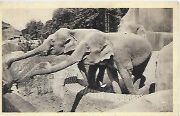 CPA Paris Jardin Zoologique De Vincennes Les éléphants Femelles - District 12