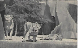 CPA Paris Jardin Zoologique De Vincennes Lion Et Lionnes Sur Leur Plateau - Paris (12)