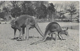 CPA Paris Jardin Zoologique De Vincennes Deux Kangourous - Paris (12)