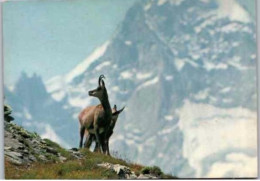 Chamois.  -   Gemsen.   Carte Suisse - Other & Unclassified