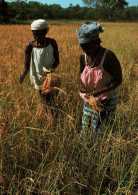 CPM - SÉNÉGAL - La Cueillette Du Riz - Photo M.Renaudeau - Edition Hoa-Qui - Sénégal