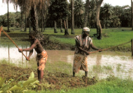 CPM - SÉNÉGAL - Préparation Des Rizières - Photo M.Marenthier - Edition Hoa-Qui - Senegal