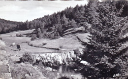 30 - Gard - Massif De L'Aigoual - Paturage Dans La Vallée De Du Trevezel Sur La Route De Meyrueis A L'Aigoual - Other & Unclassified