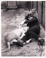 Photo De Presse - Juin 1968 - SOUTHAM FARM (pres De Rugby ) Brian Clews Joue Avec Ses Deux Jeunes Lions - Other & Unclassified