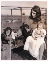 Photo De Presse - Juin 1968 - SOUTHAM FARM ( Pres De Rugby ) Jennifer Clews Nourrit Ce Bébé De 5 Mois Avec Les Singess - Autres & Non Classés