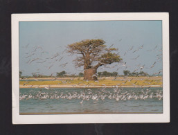 Sénégal - Sine Saloum : Le Baobab Solitaire - Senegal