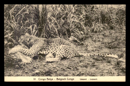 CONGO KINSHASA - LEOPARD - Kinshasa - Leopoldville (Leopoldstadt)