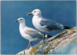 Goelands Argentés. ( Larus Argentalus)  -  Couple.      Oiseaux Des Côtes De France - Birds