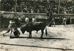 Corrida - Arènes De Nimes - Course De Taureaux - La Mise A Mort - CPM - Voir Scans Recto-Verso - Corrida