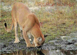 Animaux - Fauves - Panthère - Florida - Floride - CPM - Carte Neuve - Voir Scans Recto-Verso - Autres & Non Classés