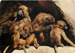 Animaux - Singes - Babouins - CPM - Voir Scans Recto-Verso - Monkeys