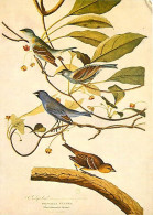 Animaux - Oiseaux - Art - Dessin - Peinture - Les Oiseaux D'Audubon - Fringilla Cyanea - Etat Pli Visible - CPM - Voir S - Uccelli