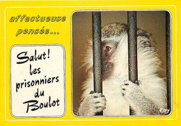 Animaux - Singes - Vervet - Carte à Message - CPM - Voir Scans Recto-Verso - Apen