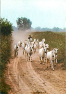 Animaux - Chevaux - CPM - Voir Scans Recto-Verso - Horses