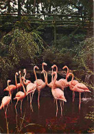 Animaux - Oiseaux - Flamants De Cuba - Zoo De La Palmyre - CPM - Voir Scans Recto-Verso - Uccelli