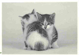 Animaux - Chats - Chatons - Carte Neuve - CPM - Voir Scans Recto-Verso - Cats