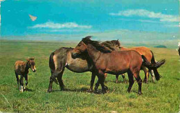 Animaux - Chevaux - Royaume-Uni - New Forest - Jument Et Son Poulain - Poneys - Voir Scans Recto Verso  - Horses