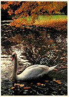 Animaux - Oiseaux - Cygnes - CPM - Voir Scans Recto-Verso - Vögel