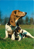 Chiens - CPM - Voir Scans Recto-Verso - Chiens