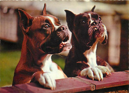 Chiens - CPM - Voir Scans Recto-Verso - Cani