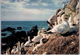 Fous De Bassins Dans La Réserve Des Sept îles. -  Oiseaux De Bretagne.  - - Birds