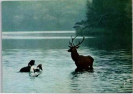 Cerf En Chasse à Courre.    - Dans Les Forêts De France Par Barbier Petit. - Other & Unclassified