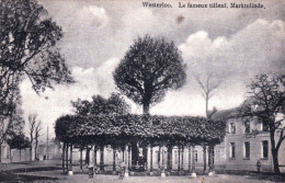 WESTERLOO -  Le Fameux Tilleul - Marktlinde - Westerlo