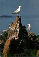 Goëlands.  Couple.   -   Photo Erwan Quéméré.      Couleurs De Bretagne - Oiseaux